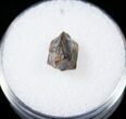 Ceratopsid Dinosaur Tooth - Two Medicine Formation #14824-1